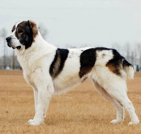 收藏狗狗的图片,收藏宠物集