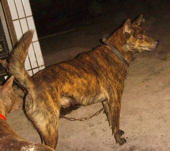 收藏狗狗的图片,收藏宠物集