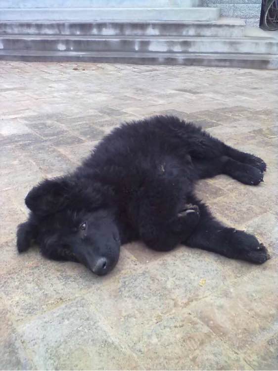 收藏狗狗的图片,收藏宠物集