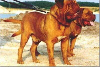 收藏狗狗的图片,收藏宠物集