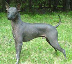 收藏狗狗的图片,收藏宠物集