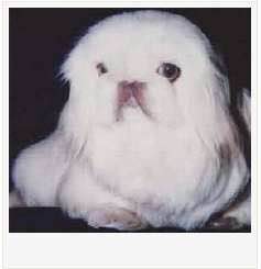 收藏狗狗的图片,收藏宠物集