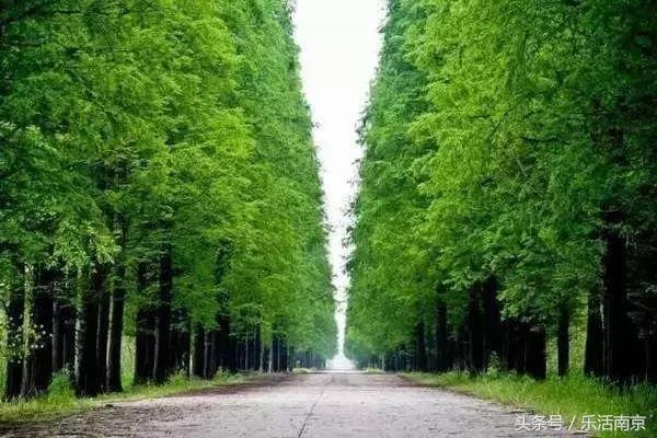 南京梅花赏花游记,好玩的摘草莓胜地打卡