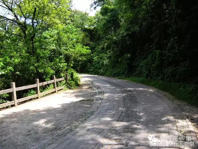 南京梅花赏花游记,好玩的摘草莓胜地打卡