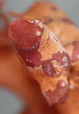 红珊瑚讲解,关于红珊瑚的内容