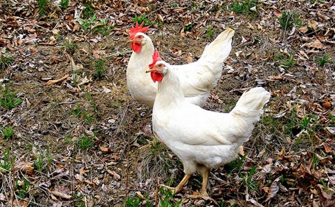 治疗大肠杆菌有什么好药,治疗大肠杆菌用啥药