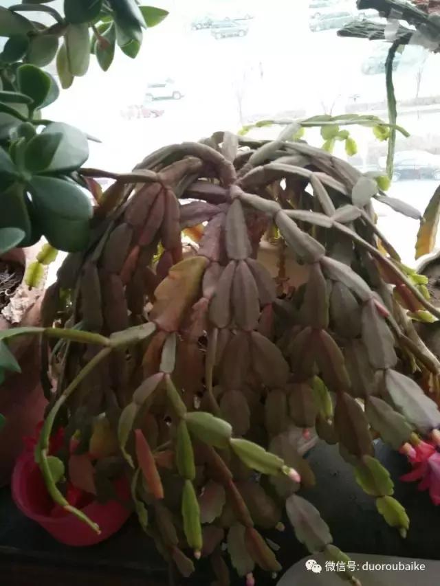 一入肉坑深似海，妈妈姥姥一起上！