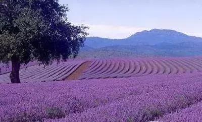 澶ц繛涓栦簨娌ф,澶ц繛鑺濇牴鑺濆簳