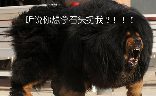 骑行遇到被狗追着怎么办,骑行被狗追是什么征兆