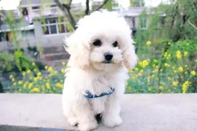 比熊犬被弃养，因伤心而自杀，太可怜了