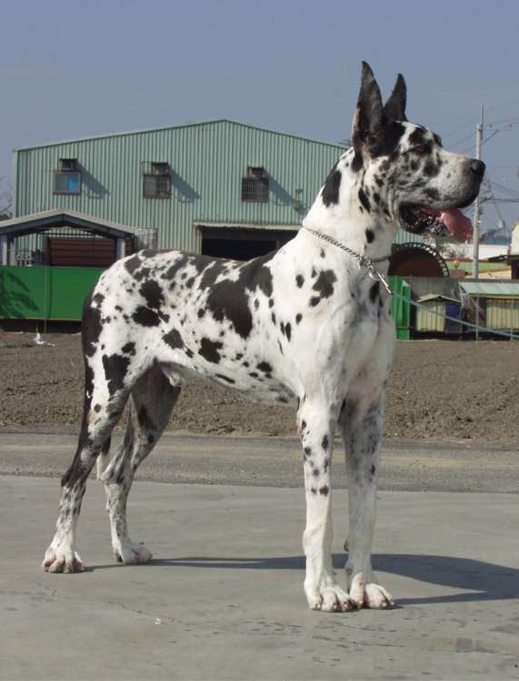 狗狗品种收集大全,收藏狗狗