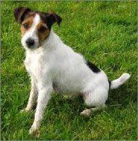 狗狗品种收集大全,收藏狗狗