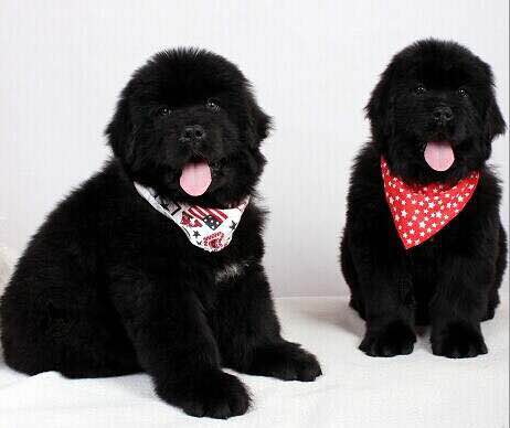 狗狗品种收集大全,收藏狗狗