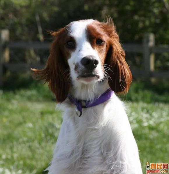 狗狗品种收集大全,收藏狗狗