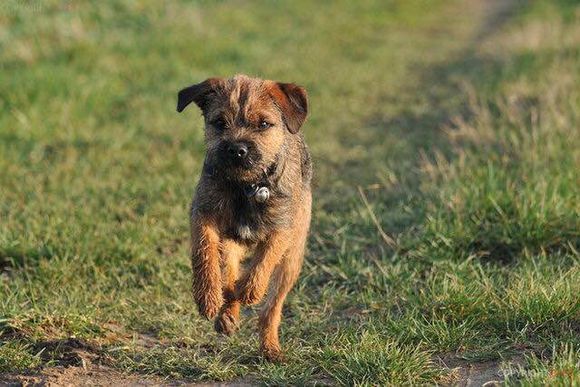 狗狗品种收集大全,收藏狗狗