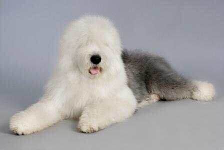 狗狗品种收集大全,收藏狗狗