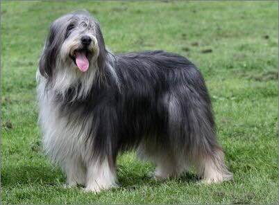 狗狗品种收集大全,收藏狗狗