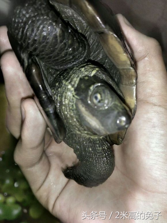 乌龟白眼可以自己治愈吗,乌龟白眼治疗时候可以喂食吗