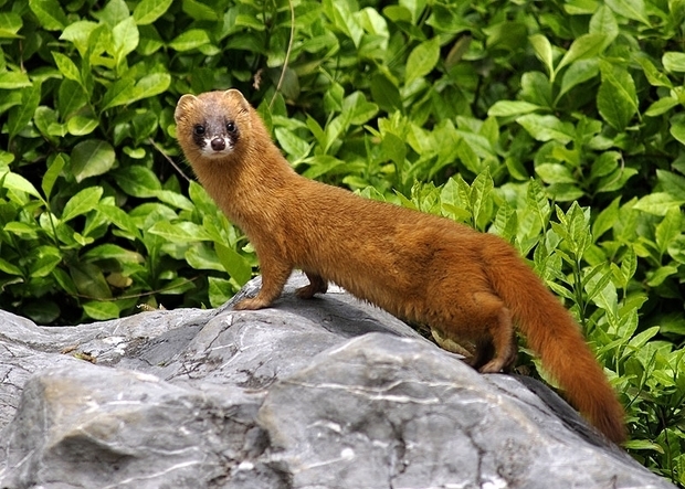黄鼠狼敲钟扰民，让老太太起死回生吓人，看半仙儿如何用银针降服