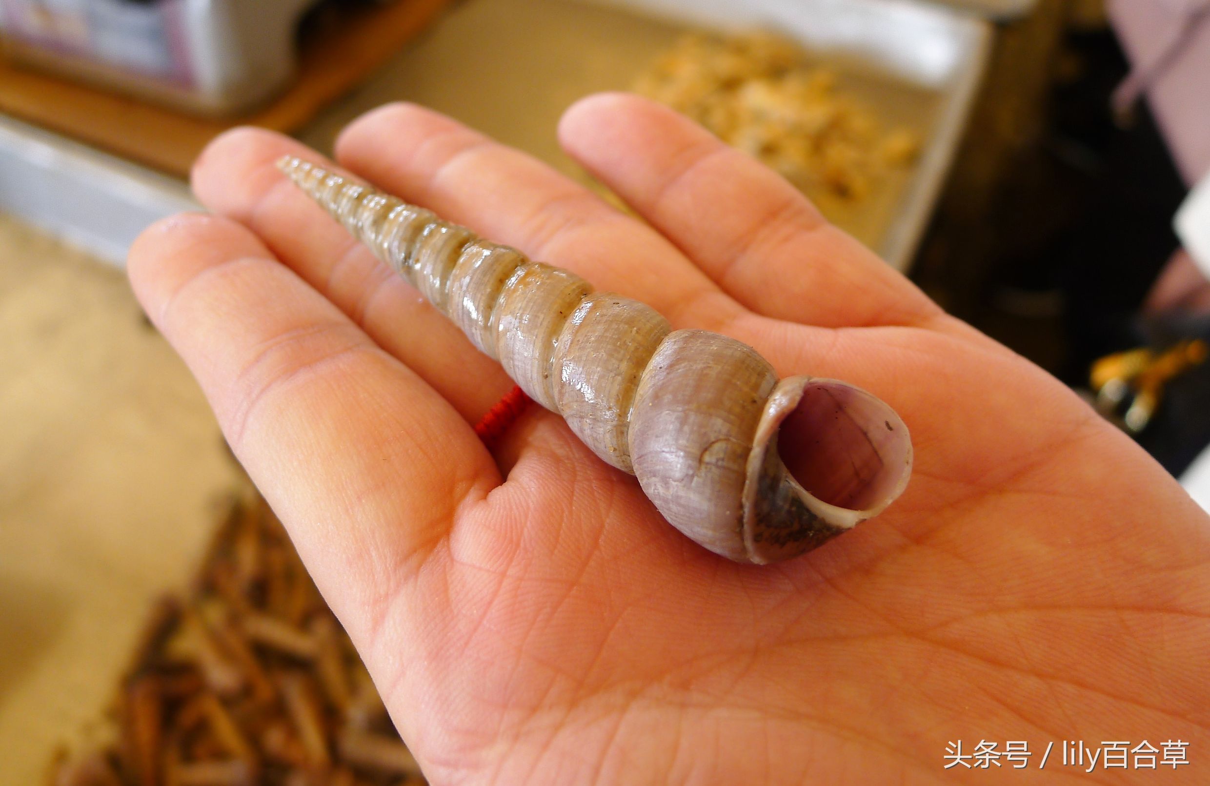 哪些海鲜可以带回家,回家路上可以带海鲜吗