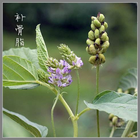 补骨脂中药讲解,补骨脂的正确配伍方法