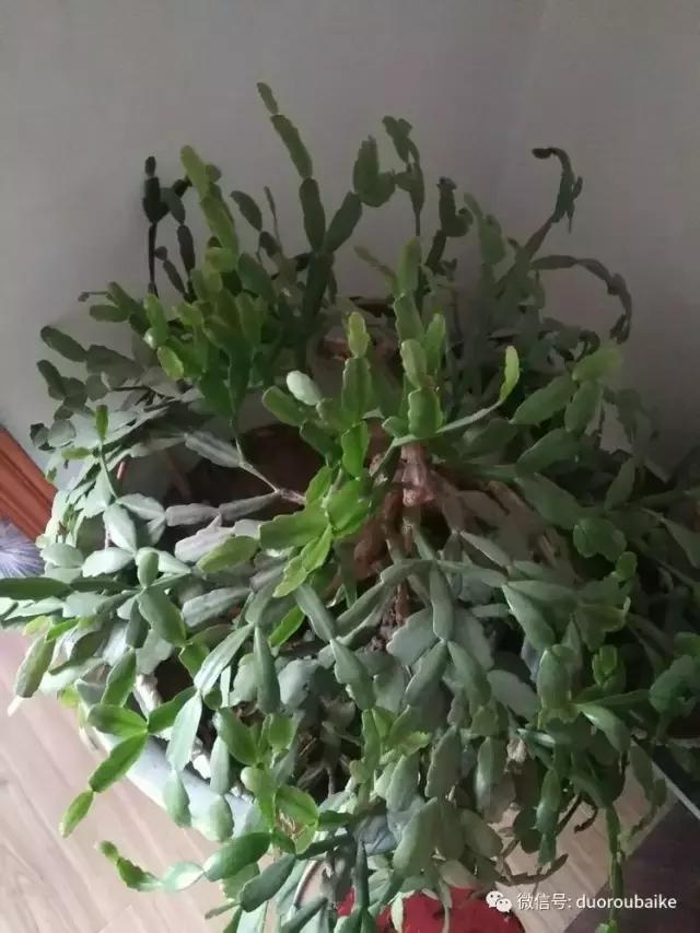 一入肉坑深似海，妈妈姥姥一起上！