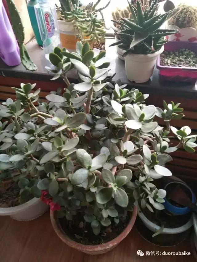 一入肉坑深似海，妈妈姥姥一起上！