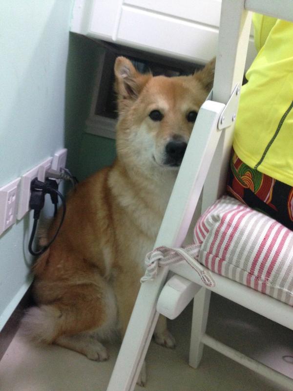 骑行遇到被狗追着怎么办,骑行被狗追是什么征兆