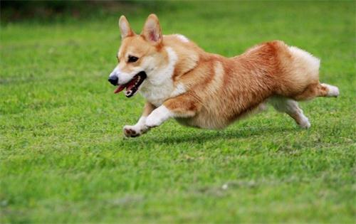 柯基狗后腿总是发抖什么原因,柯基犬腿发抖怎么回事