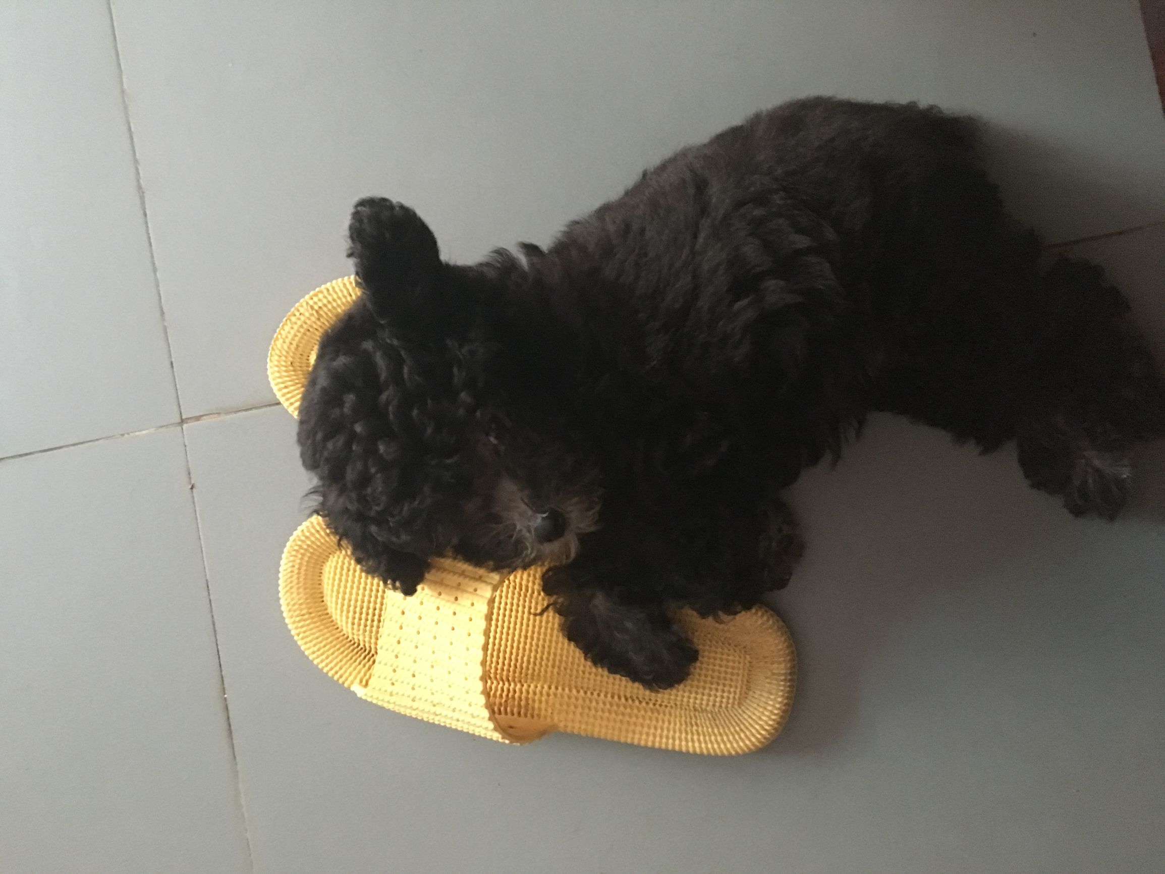 灰贵宾和白贵宾哪个更聪明,灰贵宾好还是棕色贵宾好