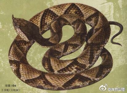 防蛇安全小知识,防蛇