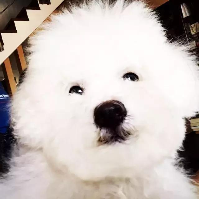 比熊犬被弃养，因伤心而自杀，太可怜了