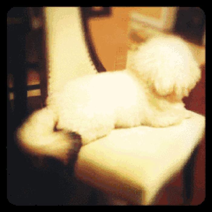 比熊犬被弃养，因伤心而自杀，太可怜了