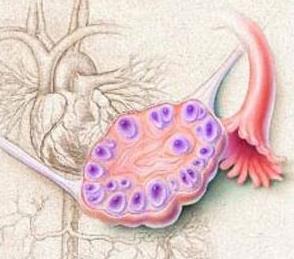 卵巢早衰彩超显示卵巢小怎么调理,子宫卵巢衰老能治吗