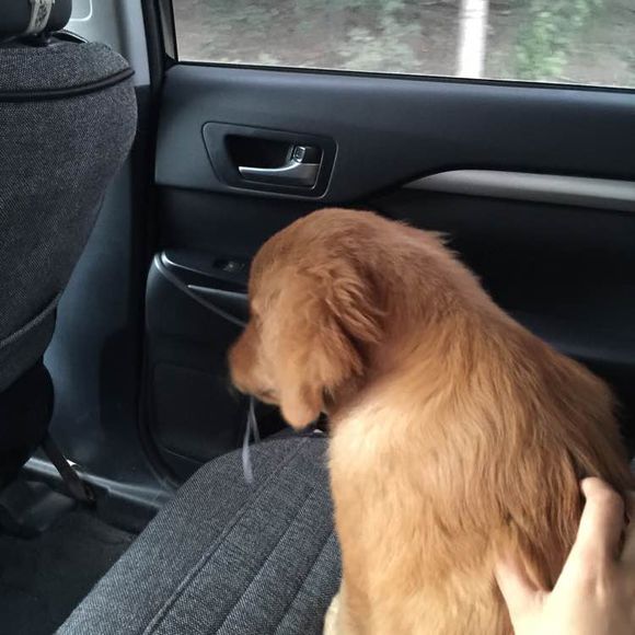 五个月金毛领养,因为无人照料送走了7个月的金毛