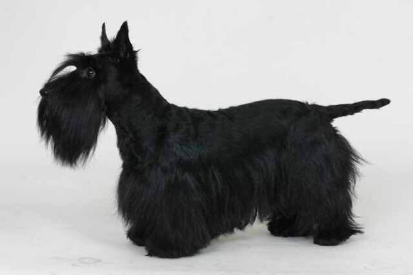 狗狗品种收集大全,收藏狗狗