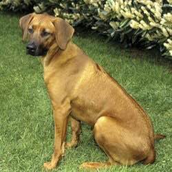 狗狗品种收集大全,收藏狗狗