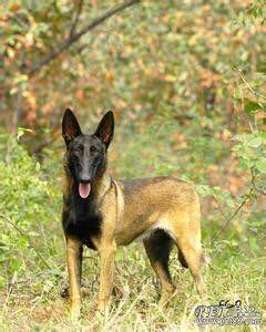 狗狗品种收集大全,收藏狗狗