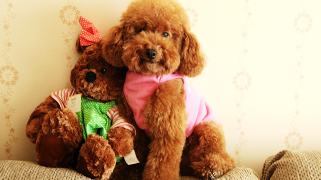 泰迪犬口臭怎样处理,泰迪犬口臭厉害怎么解决