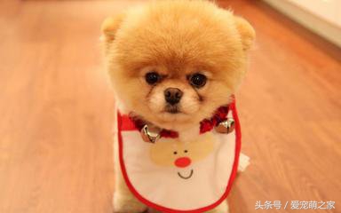 成年小型犬可以喝牛奶吗,宠物狗喝纯牛奶会怎么样