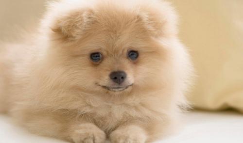 小博美拉稀还带点血怎么办,三个月博美便便总粘毛上咋办