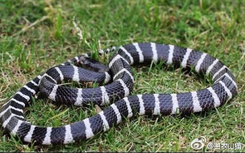 防蛇安全小知识,防蛇