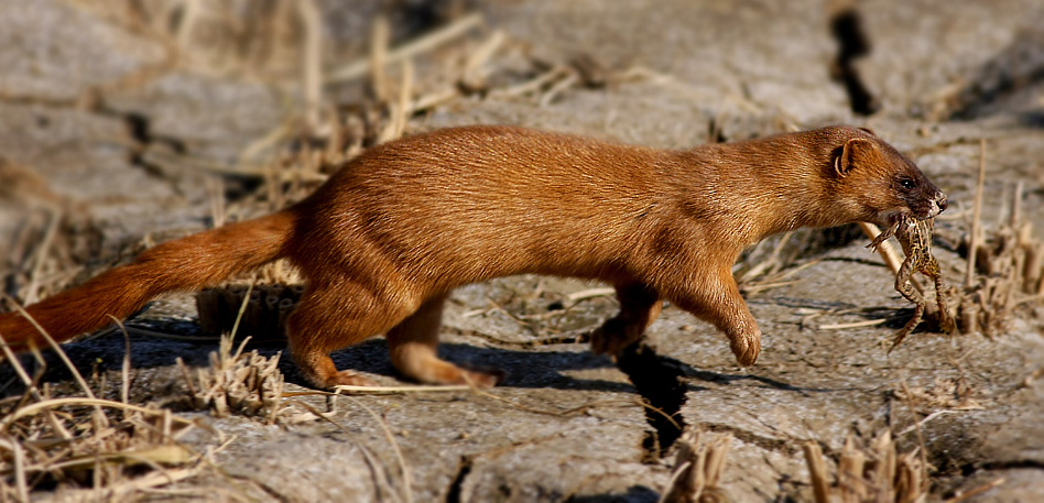 黄鼠狼敲钟扰民，让老太太起死回生吓人，看半仙儿如何用银针降服