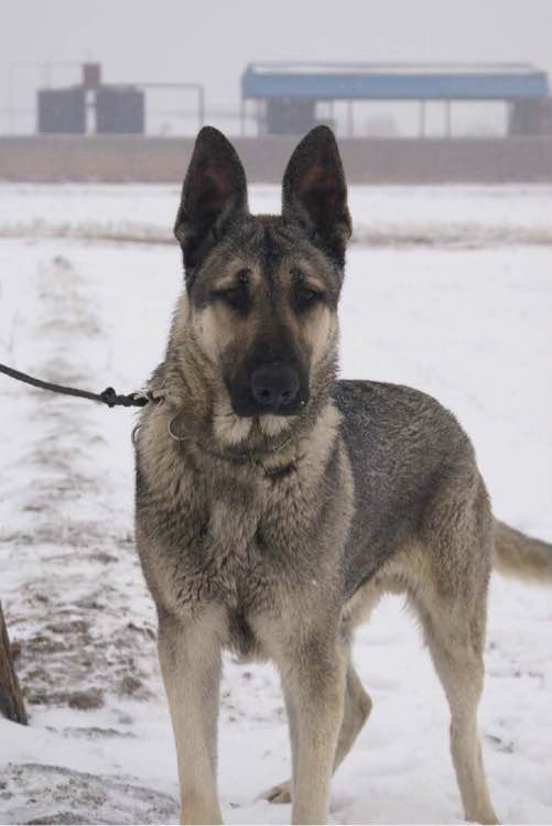 收藏狗狗的图片,收藏宠物集