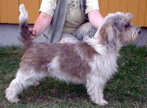 收藏狗狗的图片,收藏宠物集