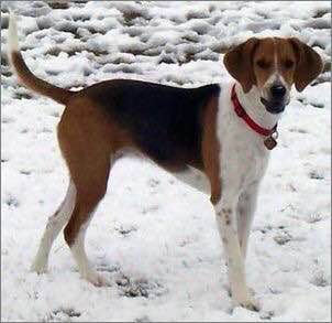 收藏狗狗的图片,收藏宠物集