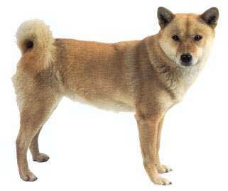 收藏狗狗的图片,收藏宠物集