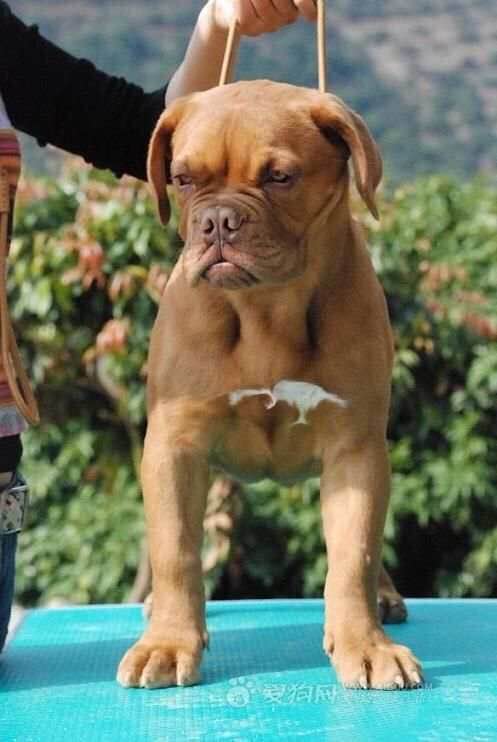 收藏狗狗的图片,收藏宠物集