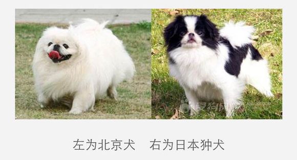 收藏狗狗的图片,收藏宠物集