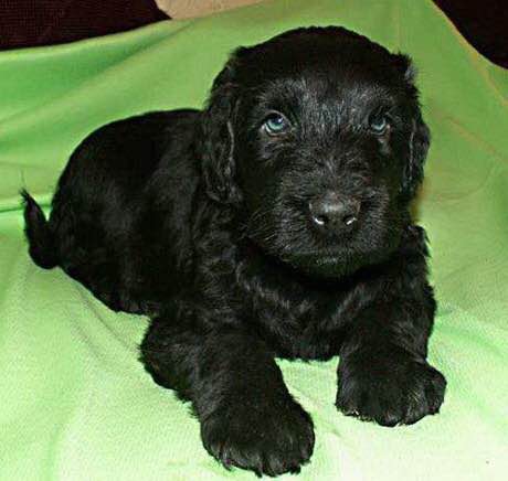 收藏狗狗的图片,收藏宠物集